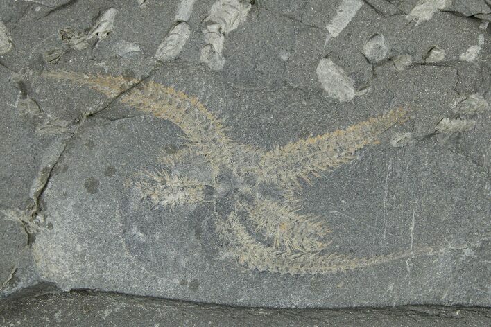 Ordovician Brittle Star (Ophiura) - Morocco #365279